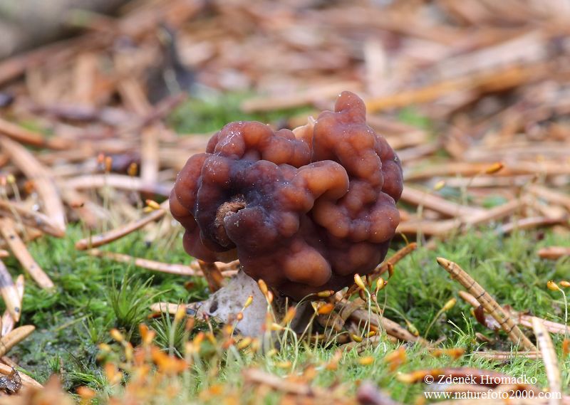 Ucháč obecný, Gyromitra esculenta (Houby, Fungi)